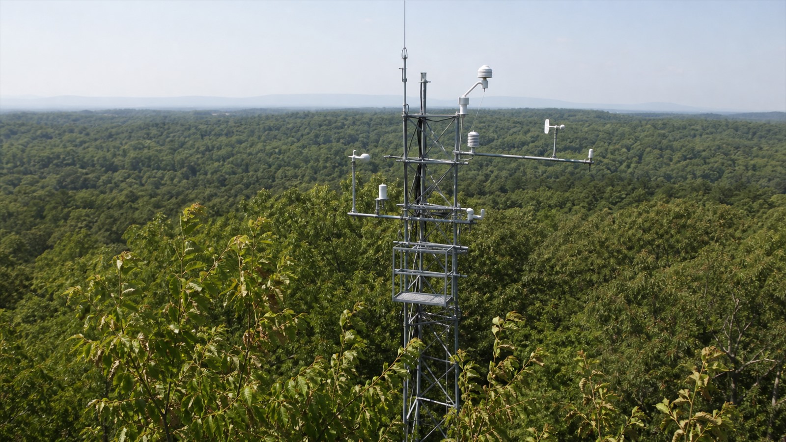 A forest flux tower measures carbon and water exchange above a green canopy during hot, dry weather.