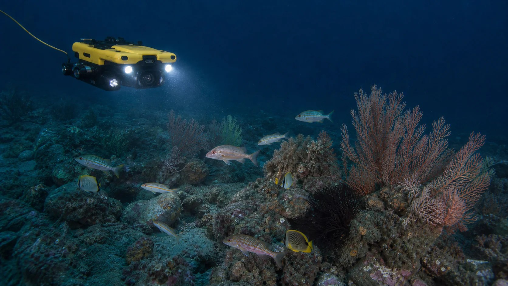An unbranded scientific underwater drone observes a patchy deep-water coral garden and reef fish on a rocky Gulf of Guinea seafloor.