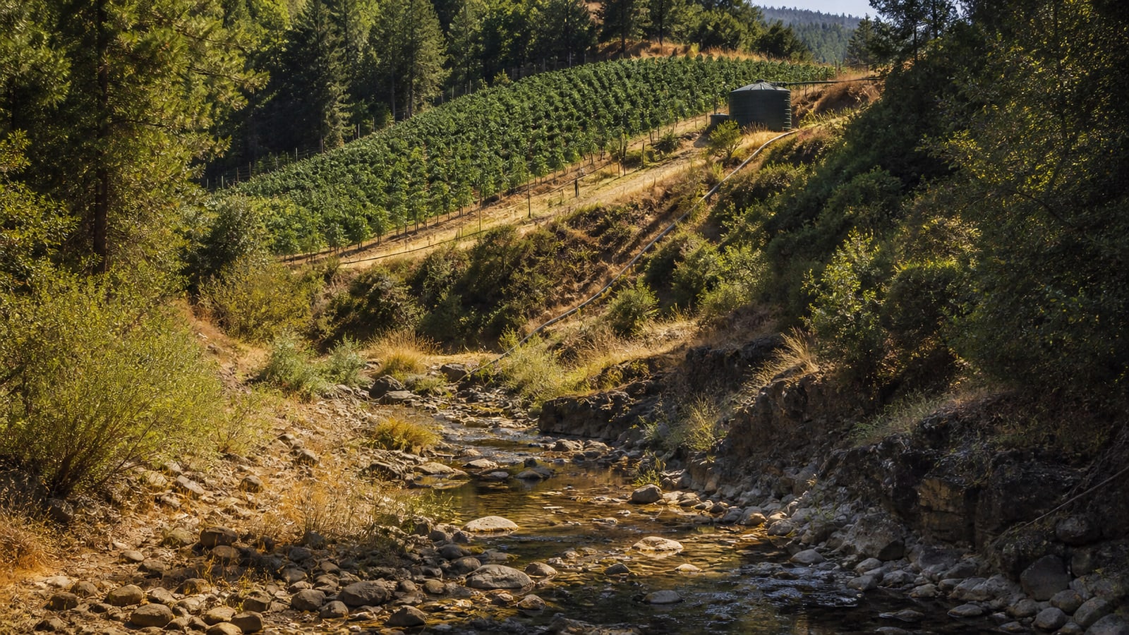 A shallow northern California headwater stream runs below a hillside farm and irrigation tank during a dry summer.