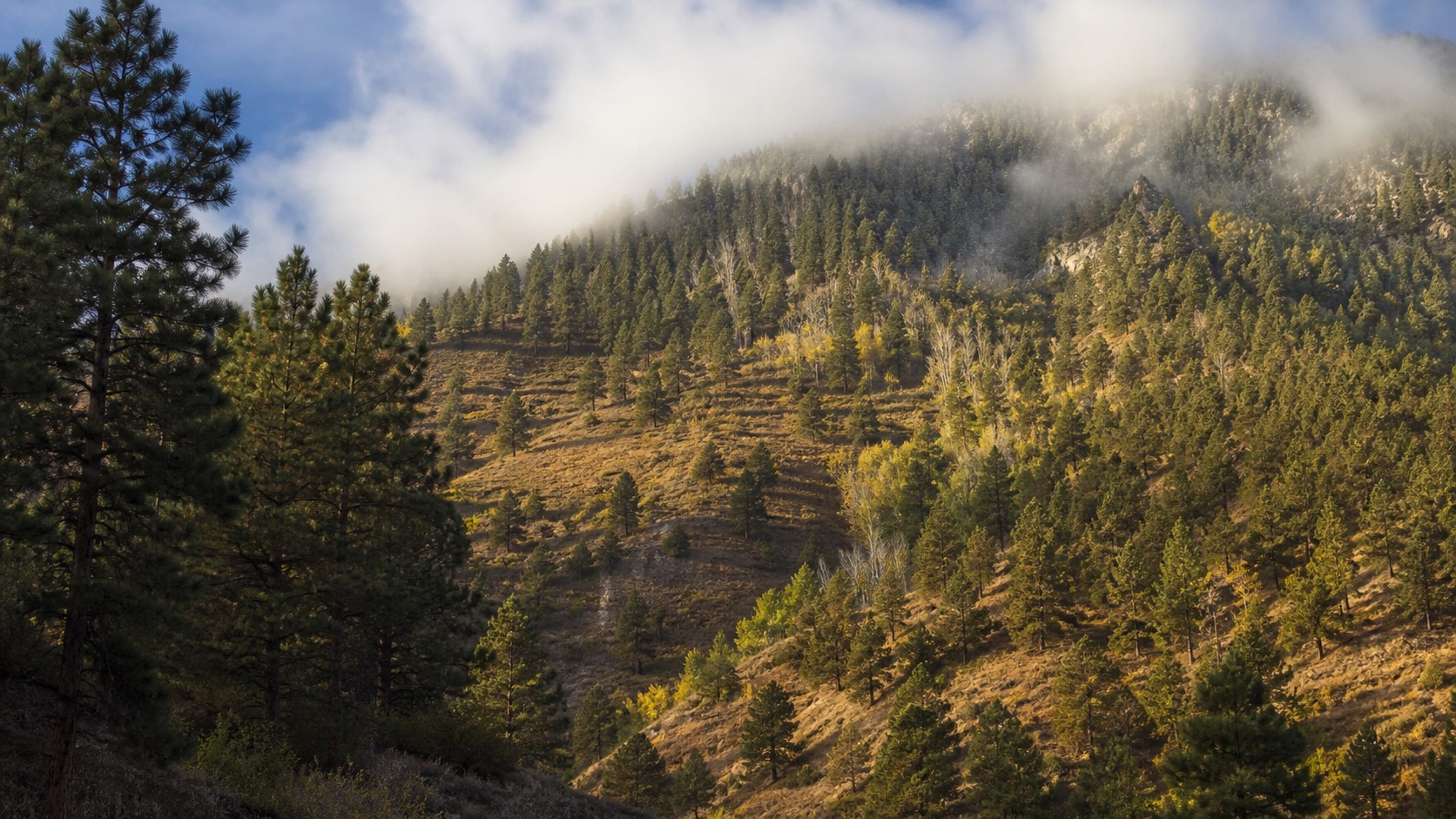 Different tree communities occupy dry lower slopes and cooler high-elevation refuges on a cloud-wrapped mountain.