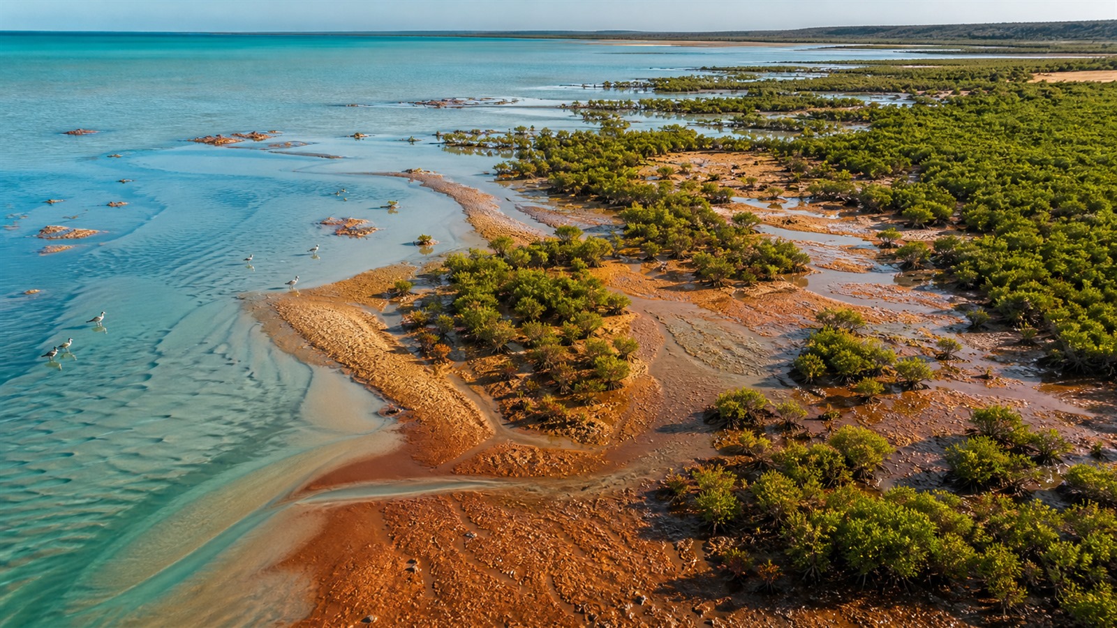 Tidal channels weave through dense green mangroves and copper-colored mudflats along Roebuck Bay.