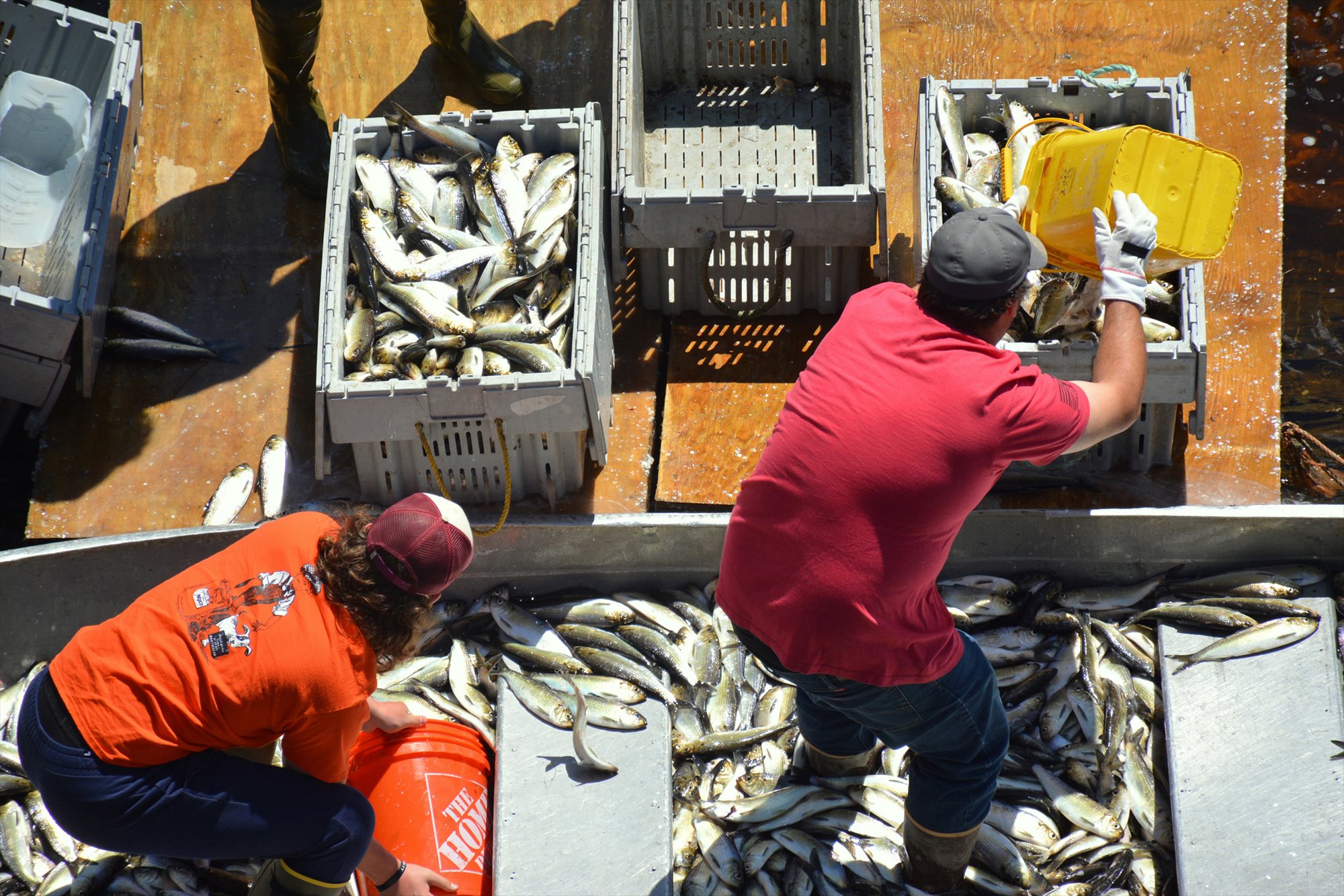 Commercial fishers sort crates of alewives in Benton, Maine.