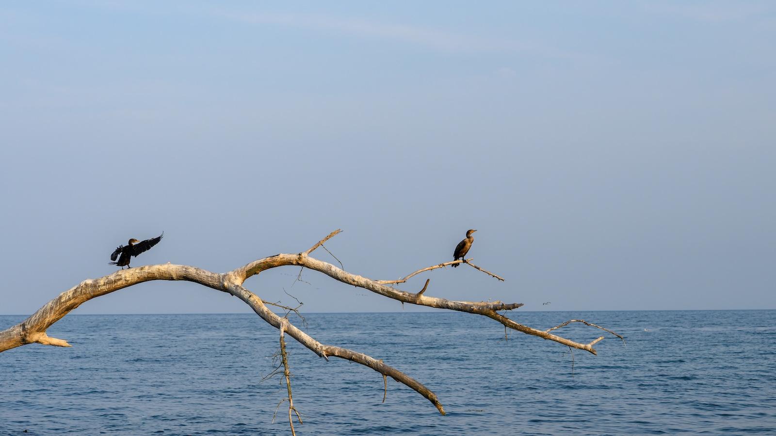 Cormorants perch on a branch above Lake Ontario.